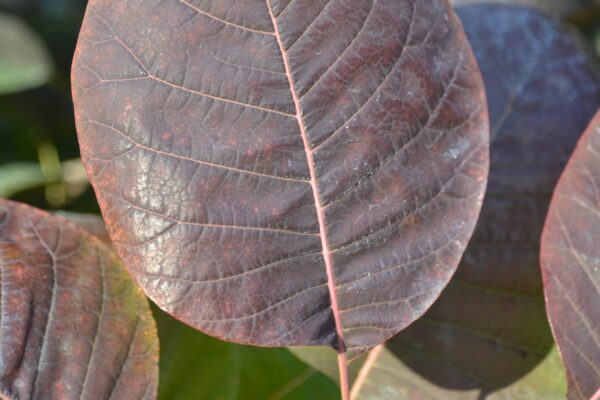 Cotinus coggygria ′Purpureus′ - Fall Leaf