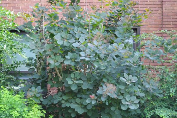 Cotinus coggygria ′Purpureus′ - Habit