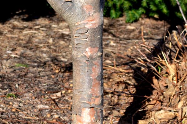 Cornus kousa var. chinensis - Bark