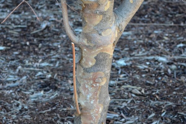 Cornus kousa var. chinensis - Bark