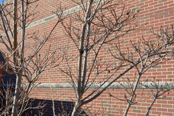 Cornus kousa var. chinensis - Branching Structure