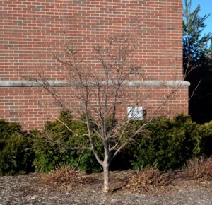 Cornus kousa var. chinensis - Winter Habit