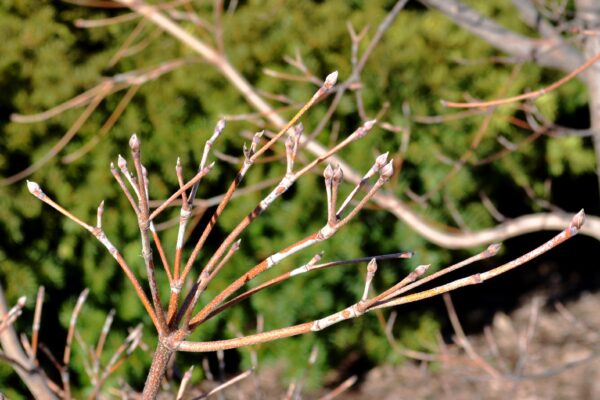 Cornus kousa var. chinensis - Twigs