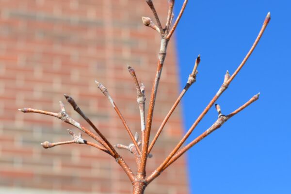 Cornus kousa var. chinensis - Buds