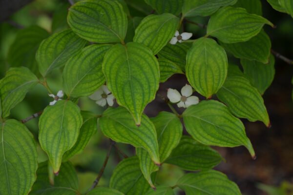 Cornus kousa var. chinensis - Flowers and Foliage