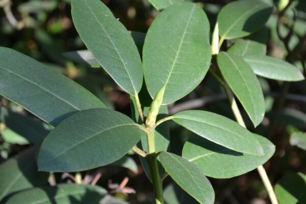 Rhododendron catawbiense ′Roseum Elegans′ - Foliage