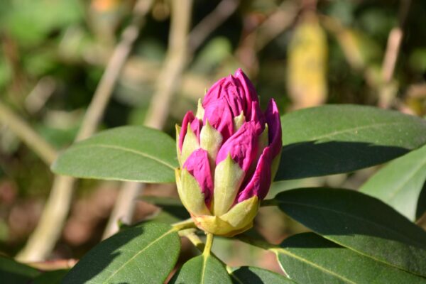 Rhododendron catawbiense ′Roseum Elegans′ - Emerging Flower