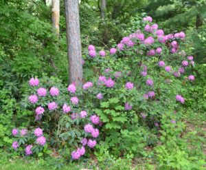 Rhododendron catawbiense ′Roseum Elegans′ - Overall Shrub