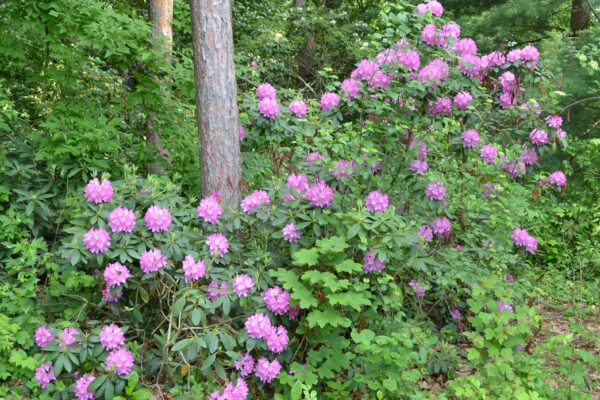 Rhododendron catawbiense ′Roseum Elegans′ - Overall Shrub