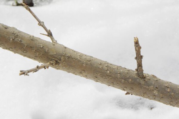 Forsythia × intermedia ′Spectabilis′ - Bark