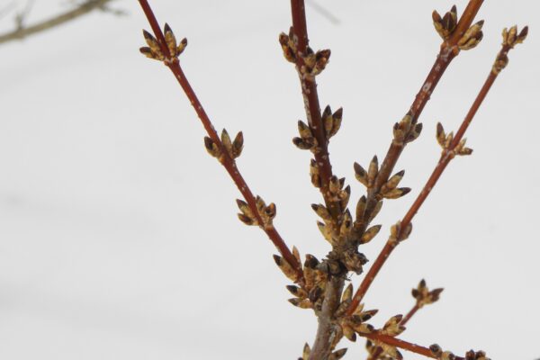 Forsythia × intermedia ′Spectabilis′ - Buds