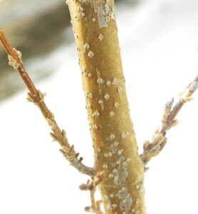 Forsythia × intermedia ′Spectabilis′ - Bark and Buds