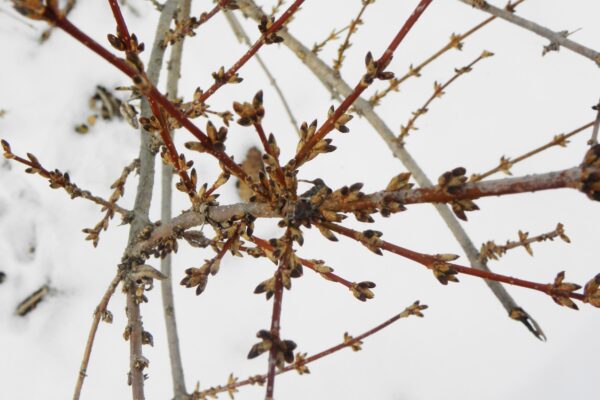 Forsythia × intermedia ′Spectabilis′ - Buds