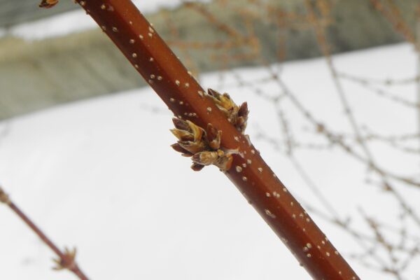 Forsythia × intermedia ′Spectabilis′ - Buds