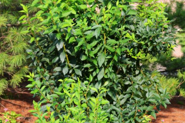 Forsythia × intermedia ′Spectabilis′ - Summer Habit