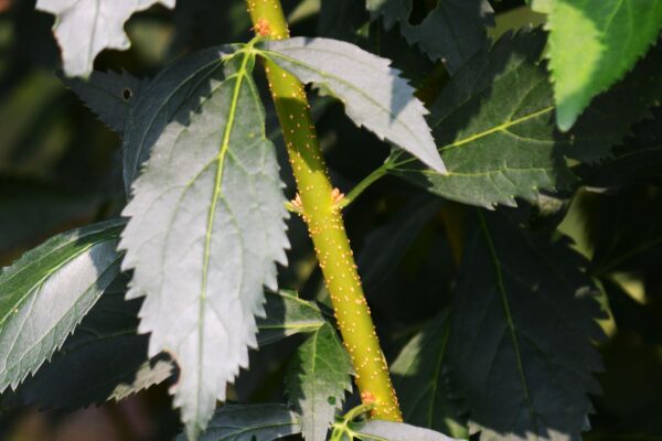 Forsythia × intermedia ′Spectabilis′ - Foliage and Stem