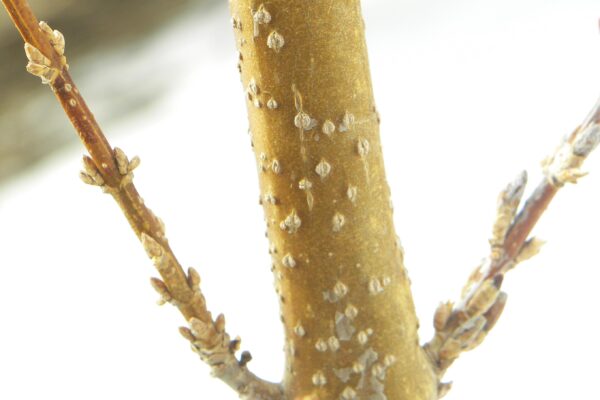 Forsythia × intermedia ′Spectabilis′ - Bark and Buds
