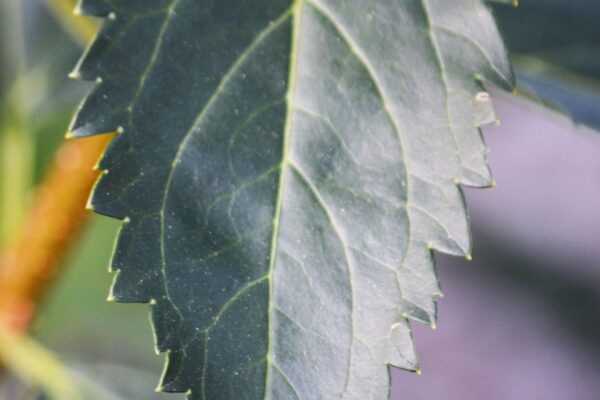 Forsythia × intermedia ′Spectabilis′ - Leaf