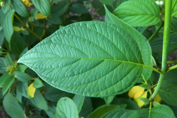 Cornus sericea ′Flaviramea′ - Leaf