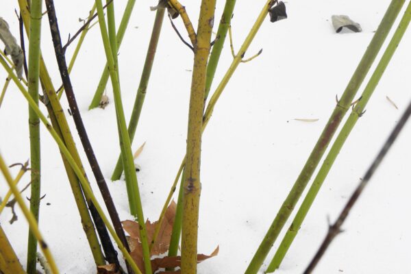 Cornus sericea ′Flaviramea′ - Winter Interest