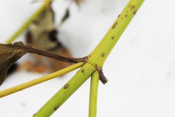 Cornus sericea ′Flaviramea′ - Stem in Winter