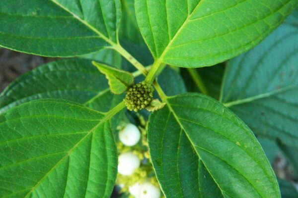 Cornus sericea ′Flaviramea′ - Bud & Foliage