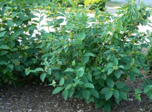 Cornus sericea ′Flaviramea′ - Summer Habit