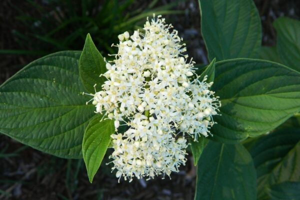 Cornus sericea ′Flaviramea′ - Flowers