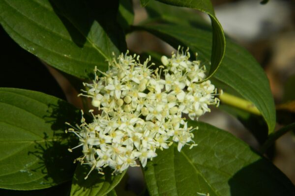 Cornus sericea ′Flaviramea′ - Flowers