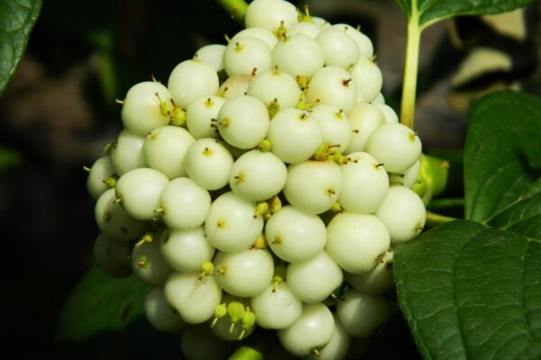 Cornus sericea ′Flaviramea′ - Fruit
