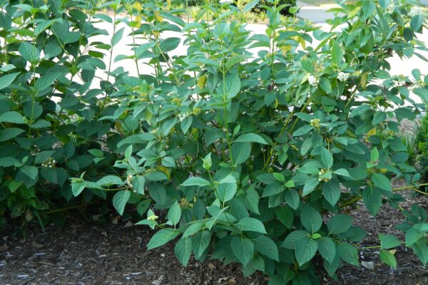 Cornus sericea ′Flaviramea′ - Summer Habit