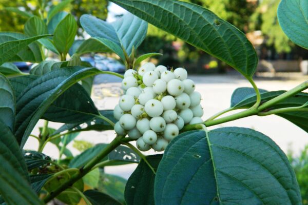 Cornus sericea ′Flaviramea′ - Fruit & Foliage