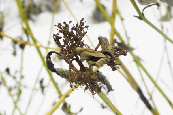 Cornus sericea ′Flaviramea′ - Dried Flower & Foliage in Winter