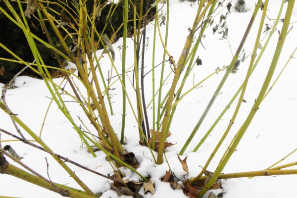 Cornus sericea ′Flaviramea′ - Winter Interest