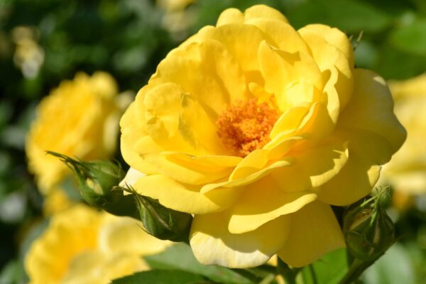 Rosa × ′BAIage′ [sold as High Voltage Easy Elegance®] - Flower