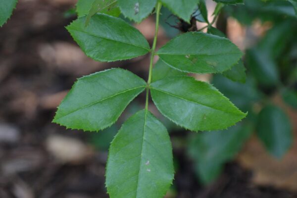 Rosa × ′BAIage′ [sold as High Voltage Easy Elegance®] - Leaves