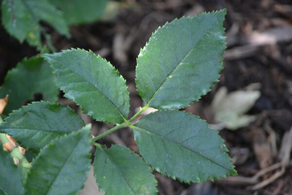 Rosa × ′BAIage′ [sold as High Voltage Easy Elegance®] - Leaves