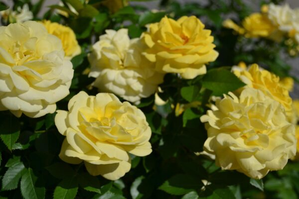 Rosa × ′BAIage′ [sold as High Voltage Easy Elegance®] - Flowers