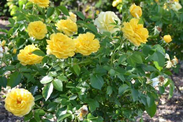 Rosa × ′BAIage′ [sold as High Voltage Easy Elegance®] - Young Shrub