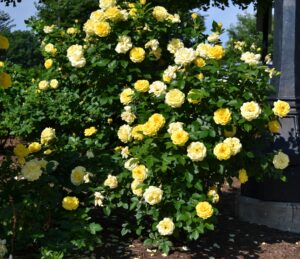Rosa × ′BAIage′ [sold as High Voltage Easy Elegance®] - Overall Shrub