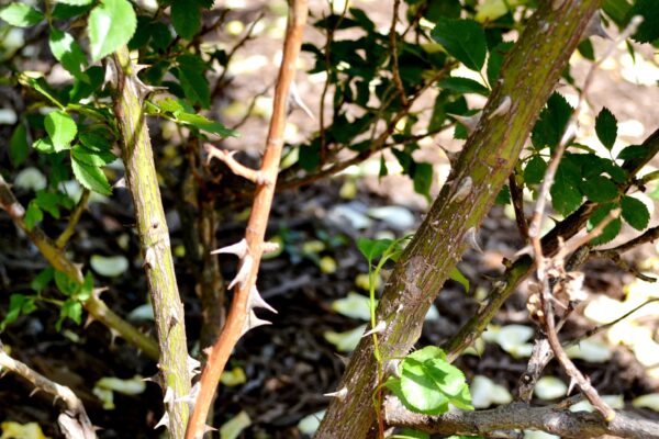 Rosa × ′BAIage′ [sold as High Voltage Easy Elegance®] - Bark and Thorns