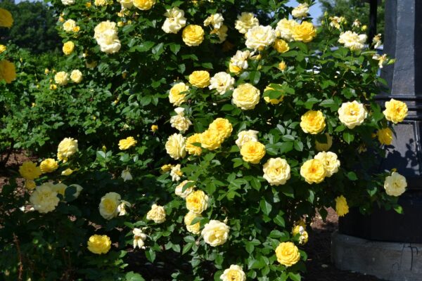 Rosa × ′BAIage′ [sold as High Voltage Easy Elegance®] - Overall Shrub