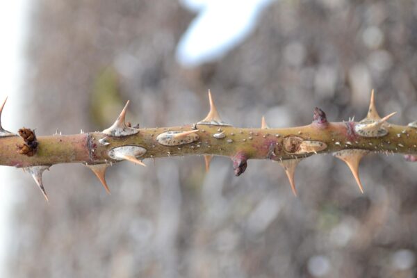 Rosa × ′BAIage′ [sold as High Voltage Easy Elegance®] - Buds and Thorns