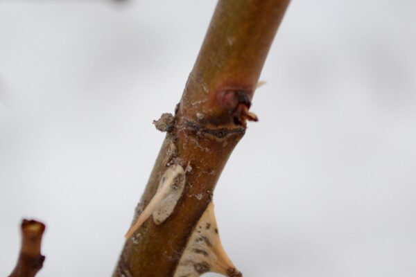 Rosa × ′BAIage′ [sold as High Voltage Easy Elegance®] - Bud and Thorns