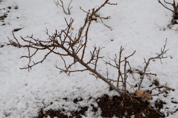 Rosa × ′BAIage′ [sold as High Voltage Easy Elegance®] - Winter Habit