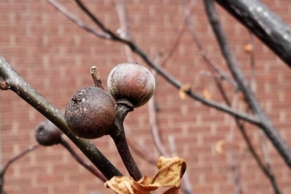 Franklinia alatamaha - Old Fruit
