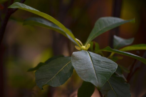 Franklinia alatamaha - Leaves