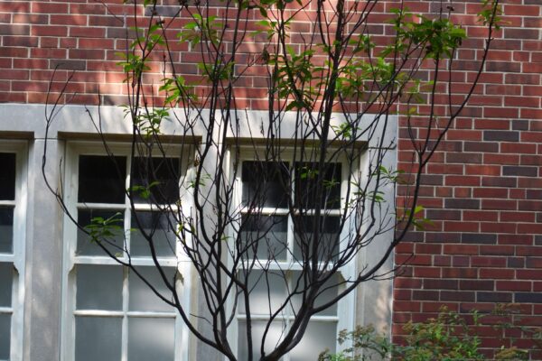 Franklinia alatamaha - Summer Habit