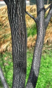 Franklinia alatamaha - Bark