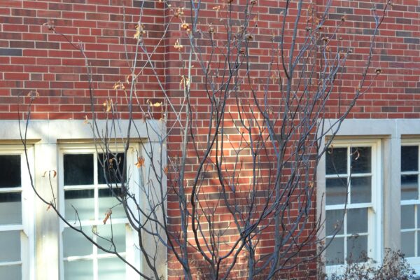 Franklinia alatamaha - Winter Habit